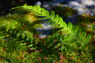 Single fern leaf