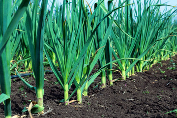 Green garlic is planted in a row on a bed. Green leaves of garlic. Fragrant garlic in the garden....