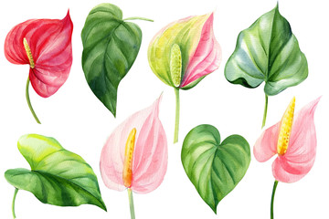 Obraz premium Set of anthurium, leaves on an isolated white background. Set of leaves and flowers. Jungle botanical watercolor illustration, floral elements.