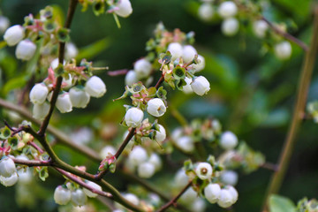 Das sieht man Dir nicht an - Gartenheidelbeere - Blüten