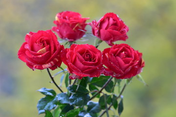 red roses in garden