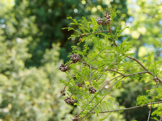 Metasequoia glyptostroboides | Urweltmammutbaum oder Chinesisches Rotholz mit unregelmäßig...