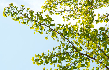 Spring ginkgo biloba