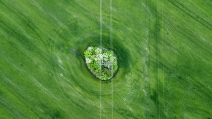 aerial view of grass field. natural green spring summer background. drone shot. Farmland from above