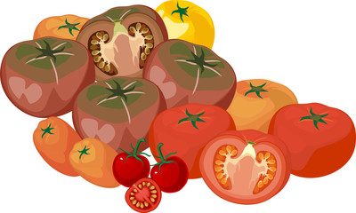 Group of different tomatoes isolated on white background