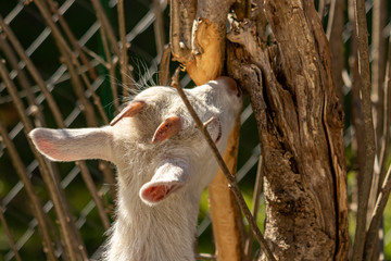 Fototapeta premium Baby goat eating tree bark