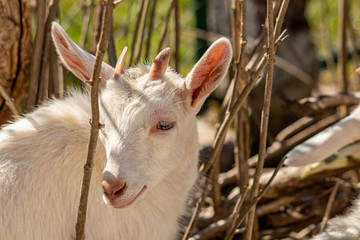 Cute baby goat between branches, close up