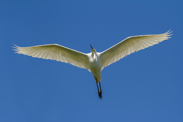 Great Egret, Ardea alba. The bird flies on a background of blue sky