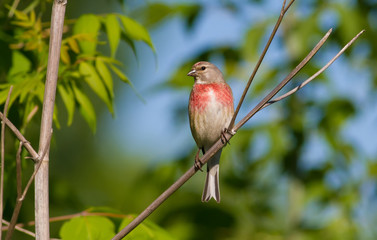 Common Linnet, Linaria cannabina. On a spring morning, a bird sits on a branch