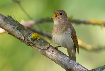 Thrush Nightingale, Luscinia luscinia. A bird sits on a tree branch and sings
