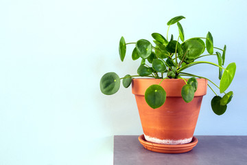 pilea peperomioides, Chinese Money Plant, Ufo Plant or Pancake plant in retro modern design home...