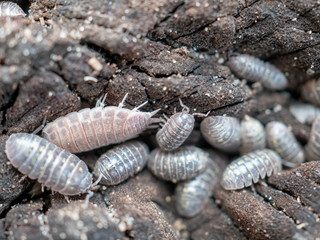 centipede and woodlice in a rotten wooden stump