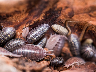centipede and woodlice in a rotten wooden stump