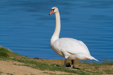 Mute Swan, Cygnus olor. A swan stands on the banks of the river