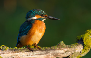 Common Kingfisher, Alcedo atthis. At dawn, a young bird sits on a beautiful branch above the river.