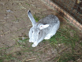 Close up gray rabbit sitting on dry grass