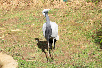 Naklejka premium Common crane, Young crane, Bird, Thueringen, Germany, Europe