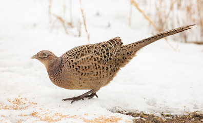 Common Pheasant, Phasianus colchicus. On a frosty winter morning, a bird stands in the snow and eats plant seeds