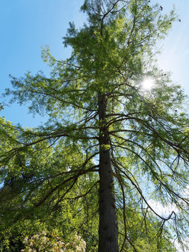 Metasequoia glyptostroboides | Urweltmammutbaum oder Chinesisches Rotholz mit unregelmäßig gestaltet graubraun Äste, Kurztriebe mit Nadeln in Frühjahr, kugelig Reife Zapfen, rotbraune Borke