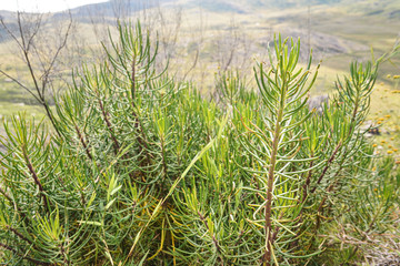 Local flora - small coniferous bushes, most of it endemic to Madagascar growing in Andringitra National Park as seen during trek to peak Boby