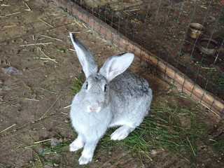 Close up gray rabbit sitting on dry grass