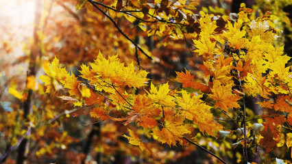 Colorful autumn maple leaves in the sun. Autumn background