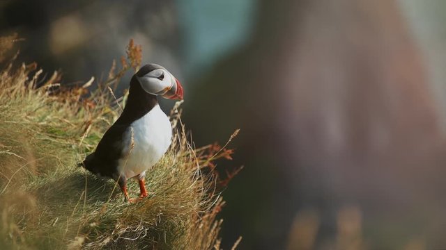 Atlantic puffin or common puffin or Fratercula arctica in breeding plumage on cliff top in spring. Areal bird of Iceland. Cute animal representing wild nature of Greenland.