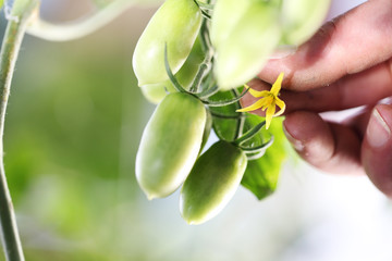 work in vegetable garden hand touch flower of fresh green unripe tomatoes cherry plant, close up