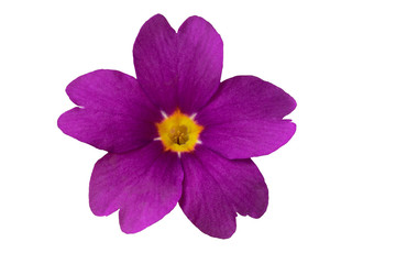 Purple  primrose flower isolated on white background. Primula flower close-up.
