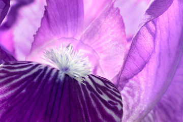 Purple iris macro. Natural floral background.