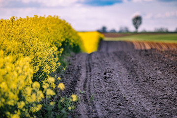 pola rzepakowe 