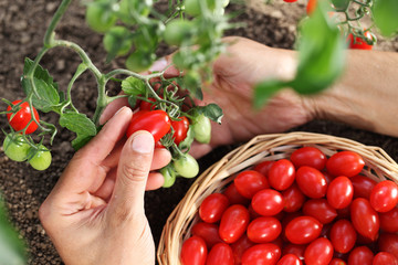 work in vegetable garden hands picking fresh red tomatoes cherry from the plant with wicker basket,...