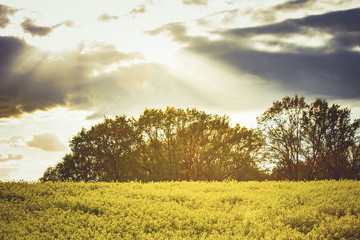 pola rzepakowe  © SENKI