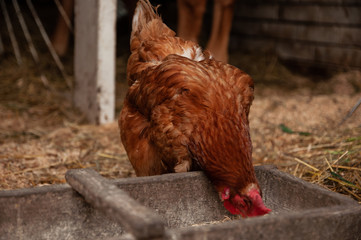 Rooster and chicken in the countryside. A bird walks freely in a chicken coop. A singing rooster in the early morning. Chickens in a chicken coop. Chicken in the chicken coop. Chickens in the farm on