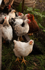 Rooster and chicken in the countryside. A bird walks freely in a chicken coop. A singing rooster in the early morning. Chickens in a chicken coop. Chicken in the chicken coop. Chickens in the farm on