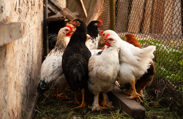 Rooster and chicken in the countryside. A bird walks freely in a chicken coop. A singing rooster in the early morning. Chickens in a chicken coop. Chicken in the chicken coop. Chickens in the farm on