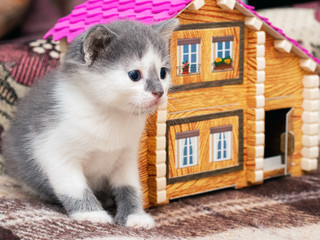 Little cute kitten sitting near the toy house