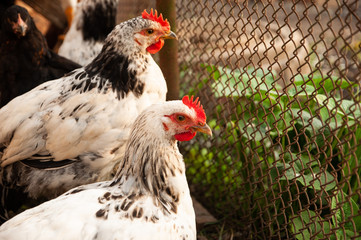 Rooster and chicken in the countryside. A bird walks freely in a chicken coop. A singing rooster in the early morning. Chickens in a chicken coop. Chicken in the chicken coop. Chickens in the farm on