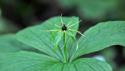 In spring, paris quadrifolia blooms in the forest