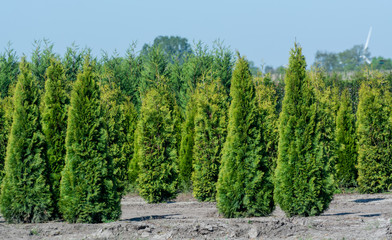 Fototapeta na wymiar Plantation with rows of thuja, coniferum, cyprus, pine trees in different shapes