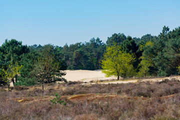 Desert nature landscapes in national park De Loonse en Drunense Duinen, North Brabant, Netherlands