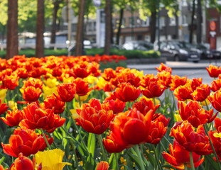 red and yellow tulips in spring