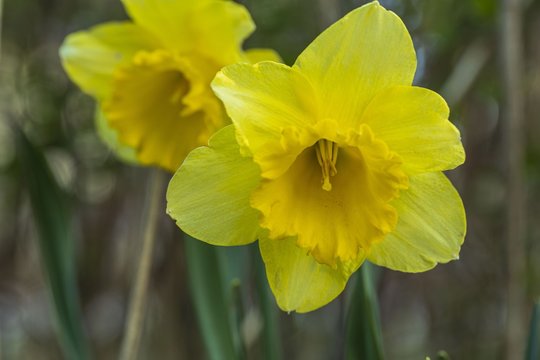 Beautiful view of flowers daffodils isolated on  background. Gorgeous nature backgrounds.