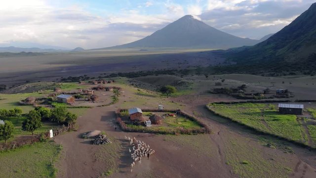 Aerial View on Sheep Flock in Maasai village in front of the Ol Doinyo Lengai (Mountain of God in the Maasai language), an active volcano in Arusha Region i the Northern Tanzania, Africa, at Sunset