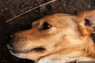 A domestic dog is playing outside in the countryside. A beautiful and beloved pet with good eyes is resting outdoors. Kind red-haired dog is lying and resting