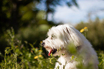 perro bichon maltes tumbado en el campo
