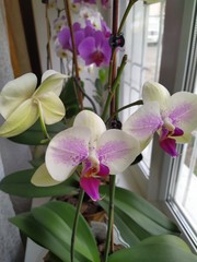 Collection of orchids phalaenopsis on the window Ukraine