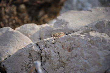 Grasshopper on the rock