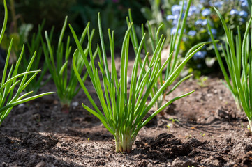 Young shallot onion plants growing in spring garden