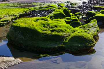 Algae-covered stones in water. Beautiful green stones on the seashore. Natural emerald background and wallpaper. Amazing seascape